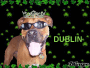 Dublin