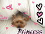 aww puppy :3