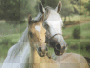 duh a horse and its foal 