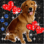 Doggi