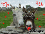 Animal love