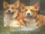corgi