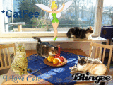 catfee