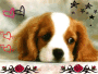 Petit chien