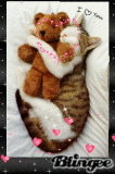 Kitty Cat Nap
