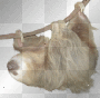Sloth