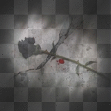 Black Rose Background