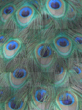 Peacock Feathers