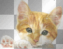 Kitty