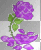 Purple Rose