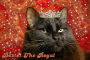 Bastet, My Cat