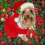 Christmas Roxy!