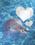 Dolphin In Love