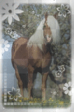 Haflinger