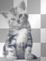 kitty