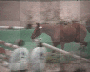cheval saut