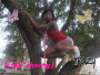 cherry tree