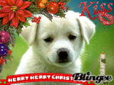 merry merry christmas
