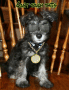 Bruno the Gangsta
