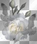white rose white rose