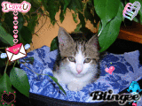 my cat