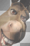 donkey