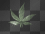 weed