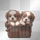 cute cavaliers