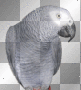 african grey