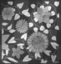 flower background
