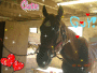 a horse at my stable named Guy