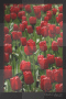 Red Tulips