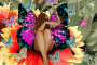 BORBOLETA