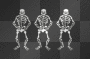 skelton