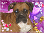 boxer 