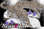 Beautiful leopards