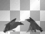 crows