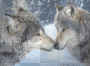 Wolf Mates
