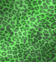 green leopard