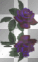 Purple Rose