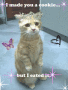 Cookie Cat