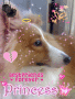 The Dog