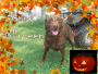 kodiak happy halloween