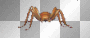 spider 3D