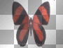 striped butterfly striped butterfly