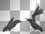 crows