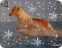 Haflinger2