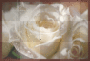glitter rose
