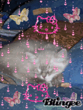 le chat