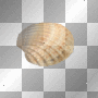 coqulliage